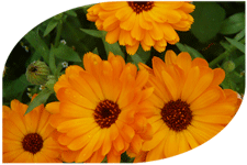 orangefarbene ringelblumen auf einer wiese