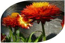 strohblumen vor einem holzzaun